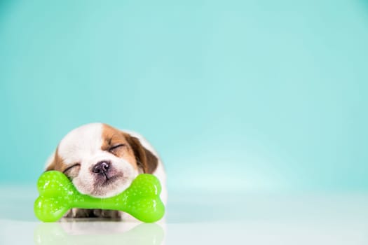 Dog sleeps with a rubber bone