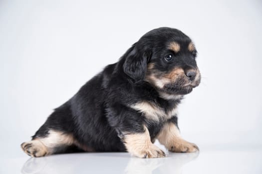 A small dog on a white background