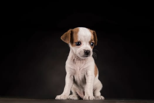 Dog on a black background