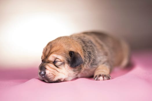 The dogs sleep, animals concept