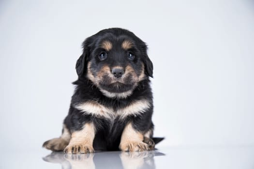 Little dog on a white background