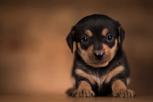 Dog on a wooden background