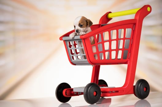A dog in a shopping cart
