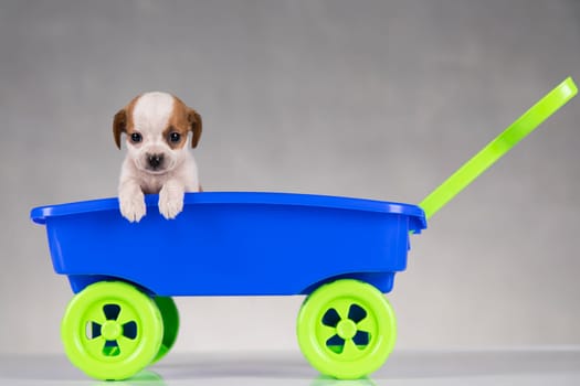 Little cute dog in a toy car