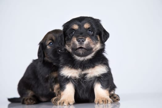 A beautiful little dog on a white background