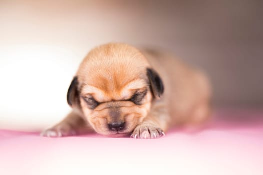 The dogs sleep, animals concept