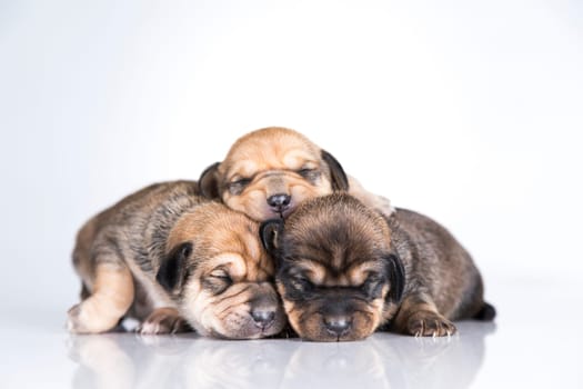 A small dogs, sleep on a white background
