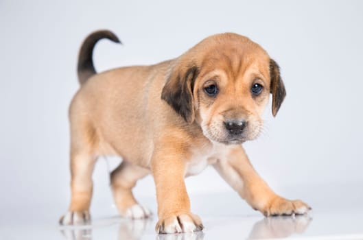 A small dog on a white background