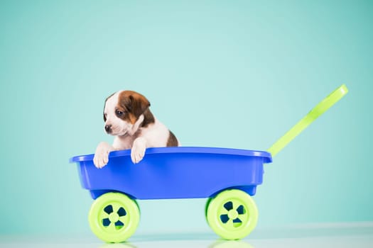 Little dog in a toy wagon