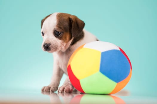 Puppy dog is playing with a ball