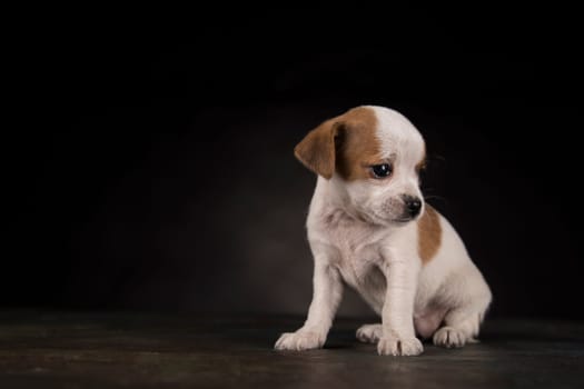 Dog on a black background