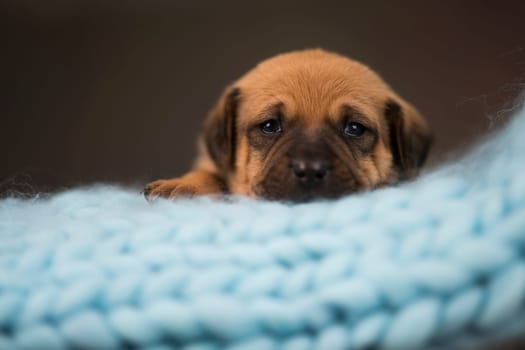 Little puppy breed is sleeping