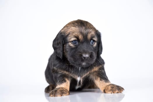 Little dog on a white background