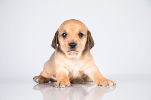 Pet, dog puppy animals concept