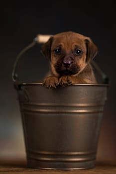 A small dog in a metal bucket
