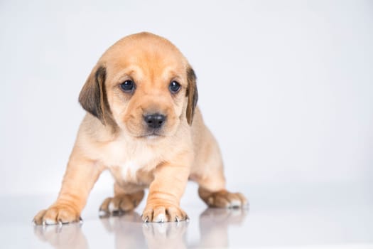 Pet, dog puppy animals concept