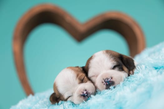 Love dogs in are sleeping