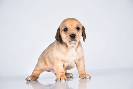 A small dog on a white background
