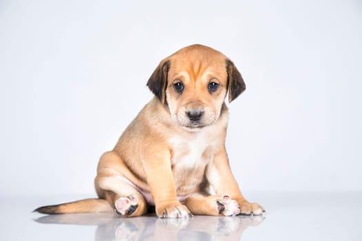 Little dog on a white background
