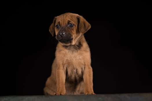 Dog on a black background