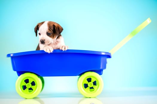 Little dog in a toy wagon