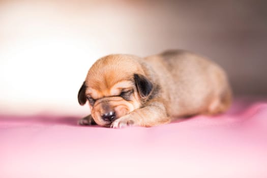 The dogs sleep, animals concept