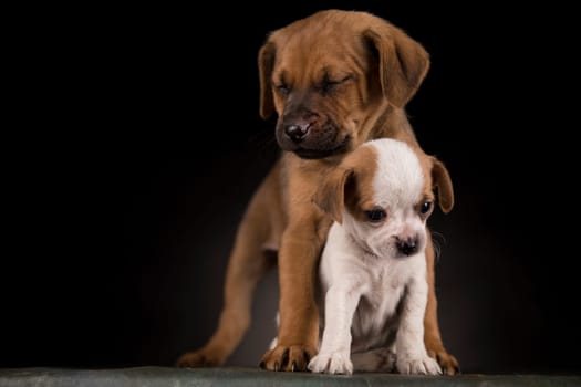 Dog on a black background