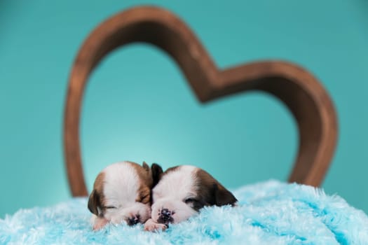 Dogs in love are sleeping
