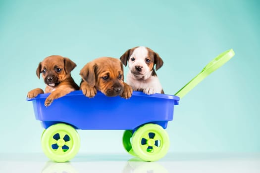 Beautiful little puppies in a toy wagon