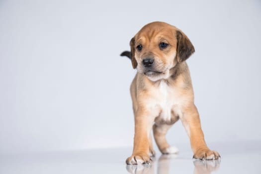 Little dog on a white background
