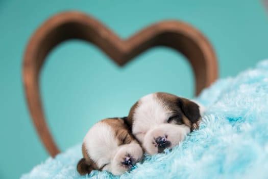 Dogs in love are sleeping