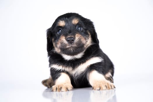 Pet, dog puppy animals concept