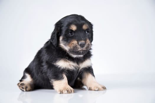 A small dog on a white background