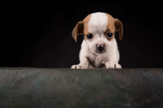 Small dog on a black background