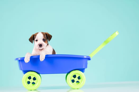 Little cute dog in a toy car