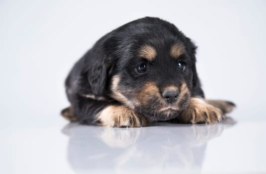 A small dog on a white background
