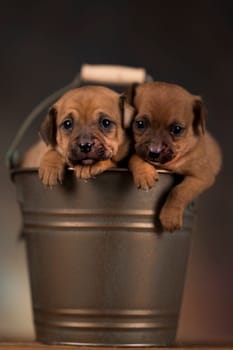 A small dog in a metal bucket