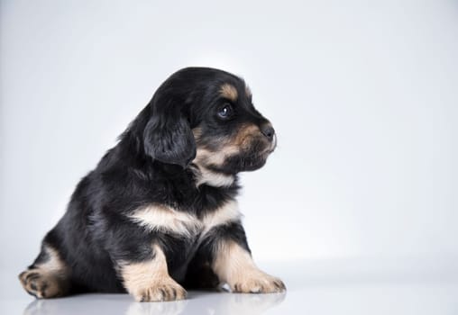 Little dog on a white background