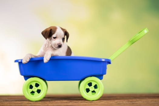 Little cute dog in a toy car