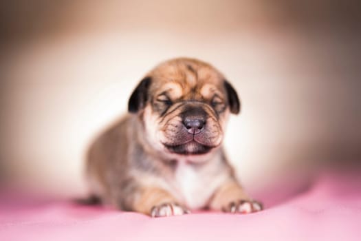 The dogs sleep, animals concept