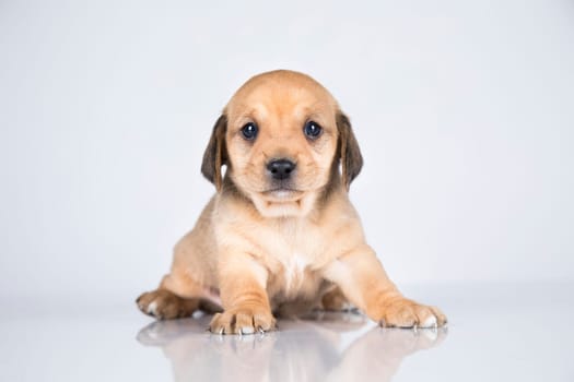 Little dog on a white background