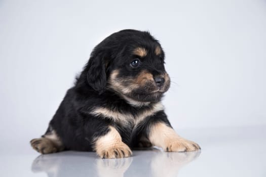 A small dog on a white background