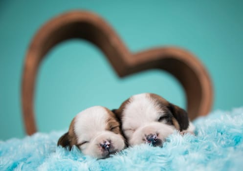 Dogs in love are sleeping