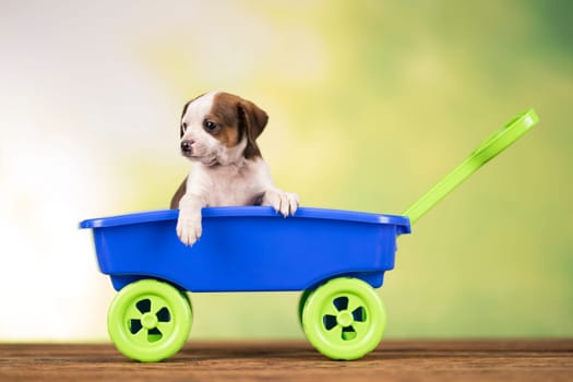 Little cute dog in a toy car
