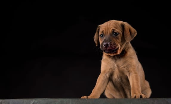 Small dog on a black background