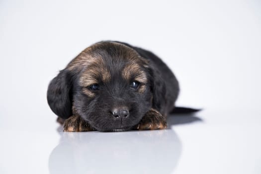 Pet, dog puppy animals concept