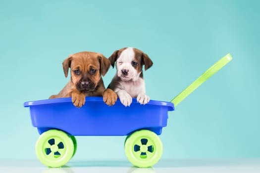 Beautiful little puppies in a toy wagon