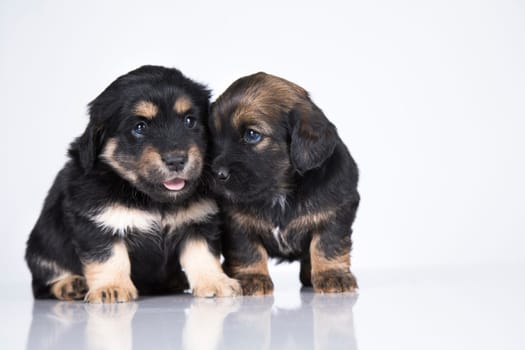 Cute puppies dogs, pet animals concept