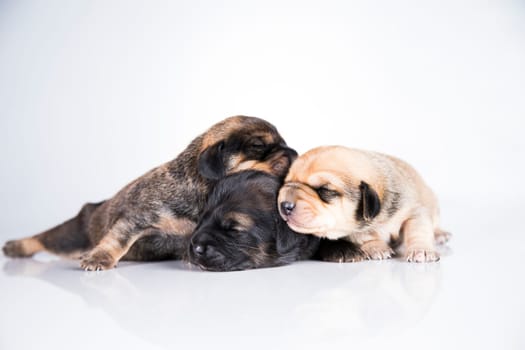 A small dogs, sleep on a white background