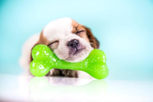 Dog sleeps with a rubber bone